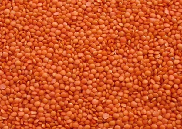 মিডিয়াম ক্যাঙ্গার মসুর ডাল